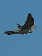 Common Cuckoo