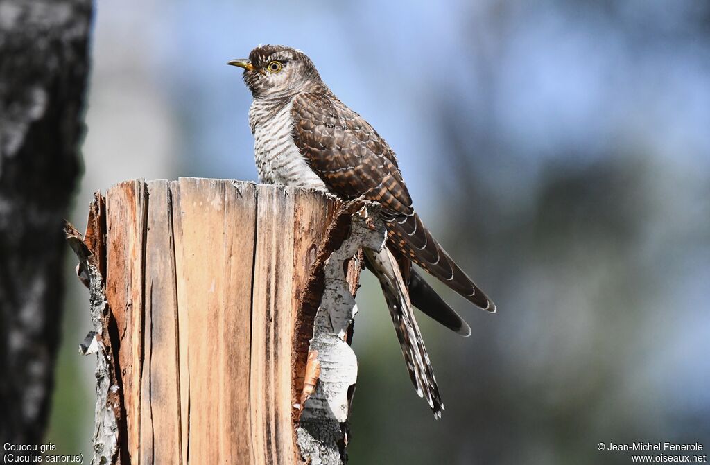 Common Cuckoo