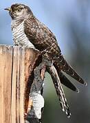 Common Cuckoo