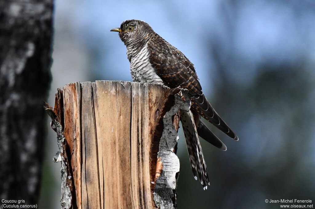 Common Cuckoo