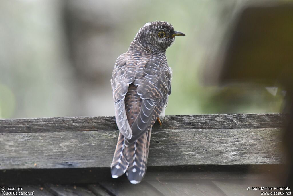 Common Cuckoo