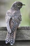 Common Cuckoo