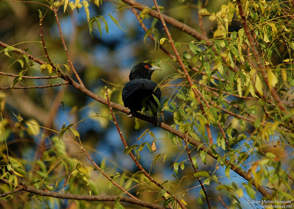 Asian Koel