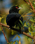 Asian Koel