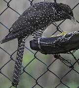 Asian Koel