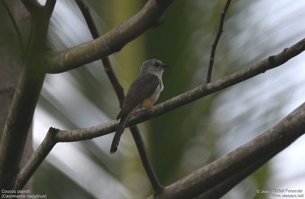 Plaintive Cuckoo