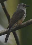 Plaintive Cuckoo