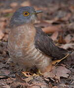 Common Hawk-Cuckoo