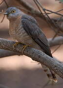 Common Hawk-Cuckoo