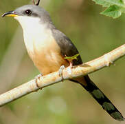 Mangrove Cuckoo