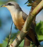 Mangrove Cuckoo