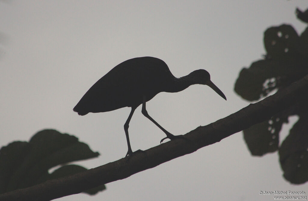 Limpkin