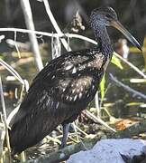 Limpkin