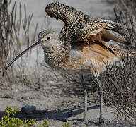 Long-billed Curlew