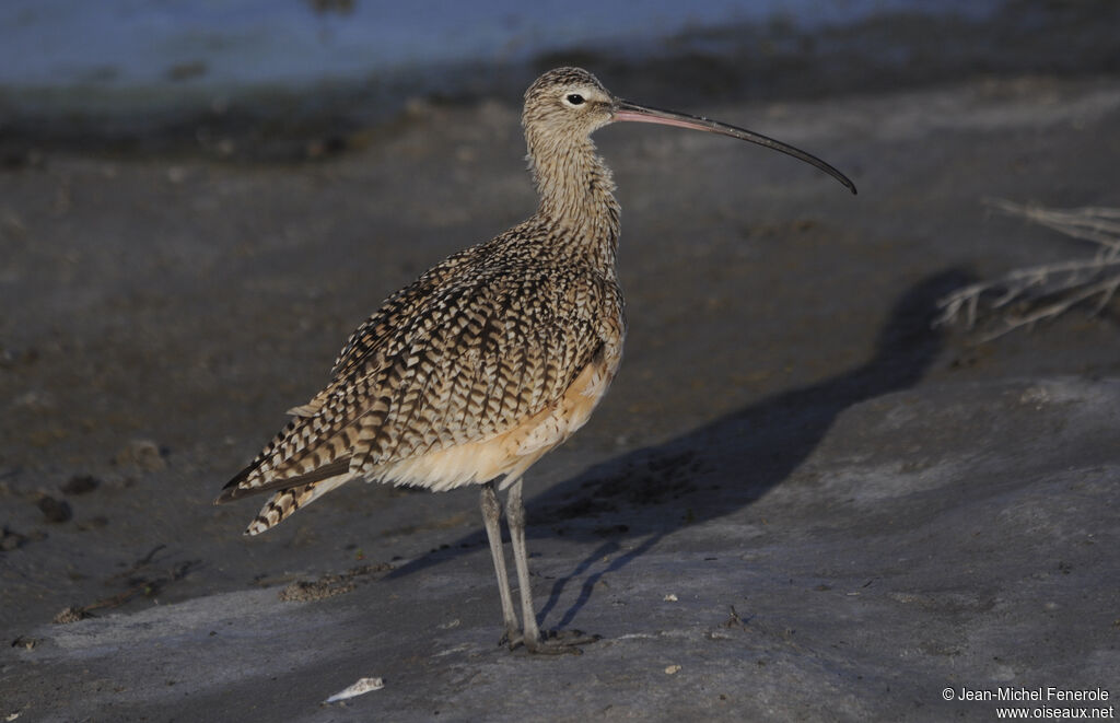 Long-billed Curlew