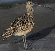 Long-billed Curlew