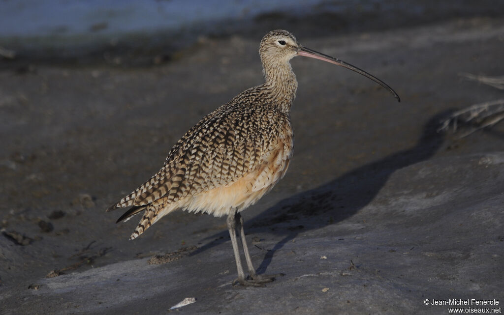 Long-billed Curlewadult