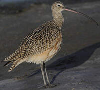 Long-billed Curlew