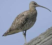 Eurasian Curlew