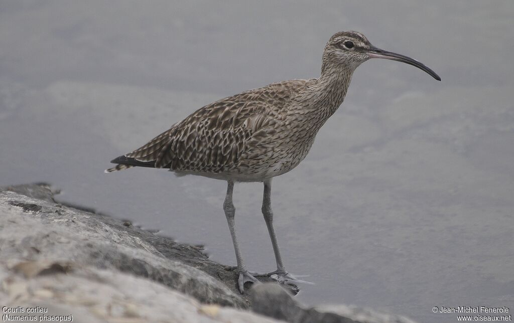 Eurasian Whimbrel