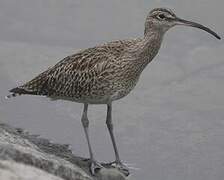 Eurasian Whimbrel