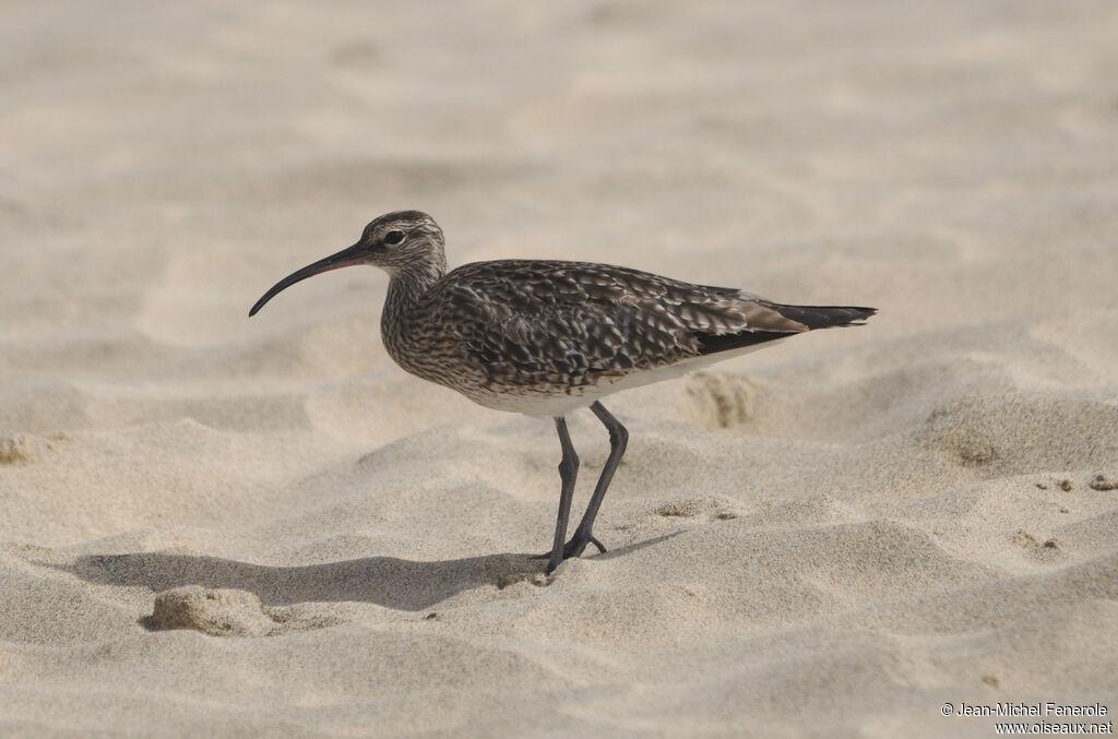 Eurasian Whimbrel