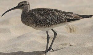 Eurasian Whimbrel