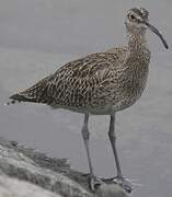 Eurasian Whimbrel