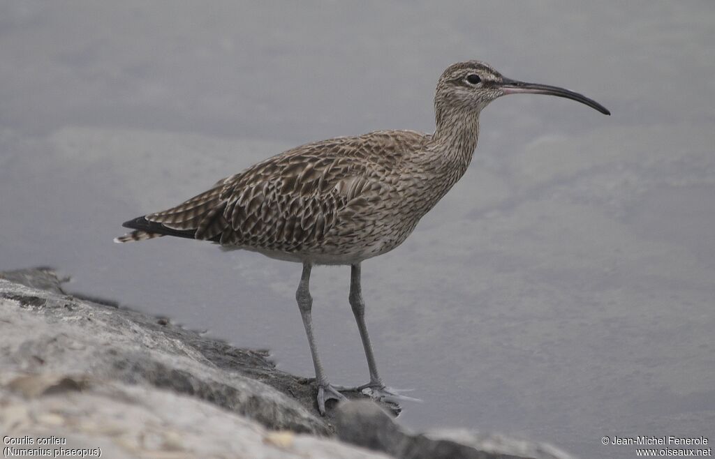 Eurasian Whimbrel