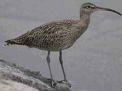 Eurasian Whimbrel