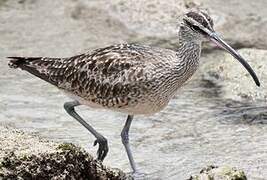 Hudsonian Whimbrel