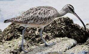 Hudsonian Whimbrel