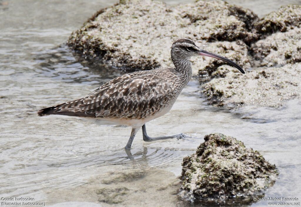 Hudsonian Whimbrel