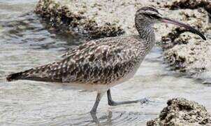 Hudsonian Whimbrel