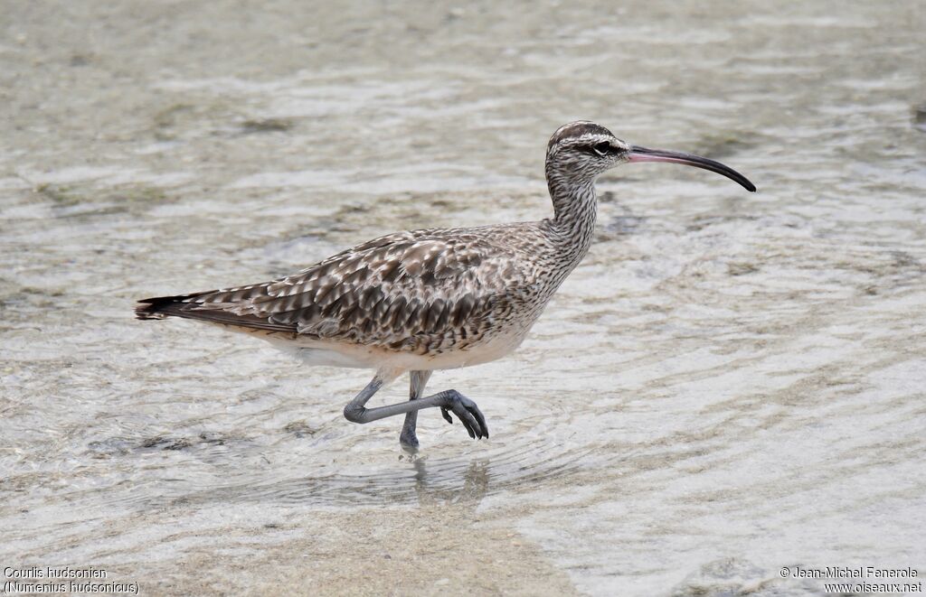 Hudsonian Whimbrel