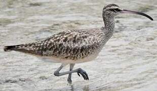 Hudsonian Whimbrel