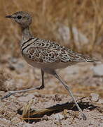 Double-banded Courser