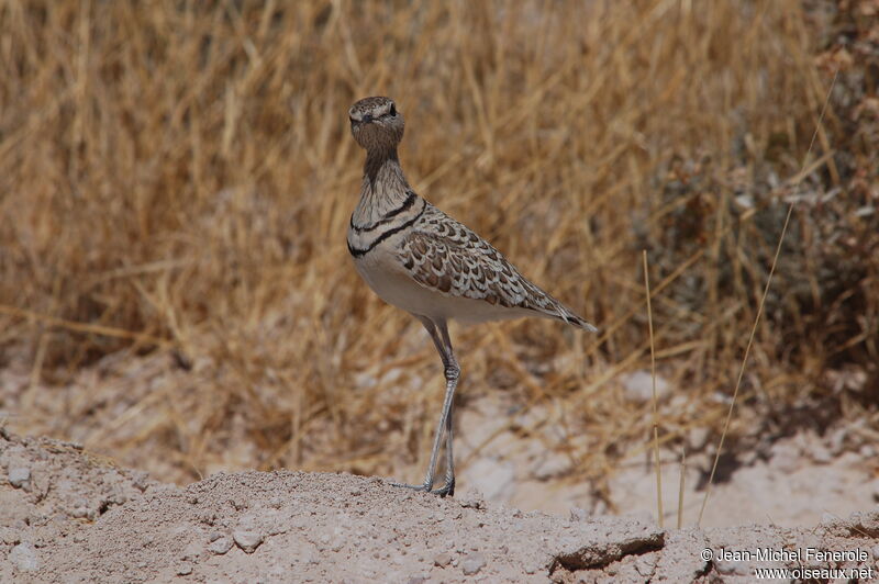 Double-banded Courser, identification