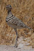 Double-banded Courser