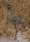 Double-banded Courser