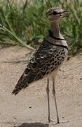 Double-banded Courser