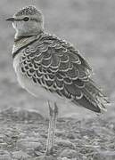 Double-banded Courser