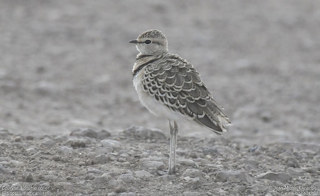 Double-banded Courser