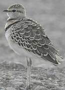 Double-banded Courser