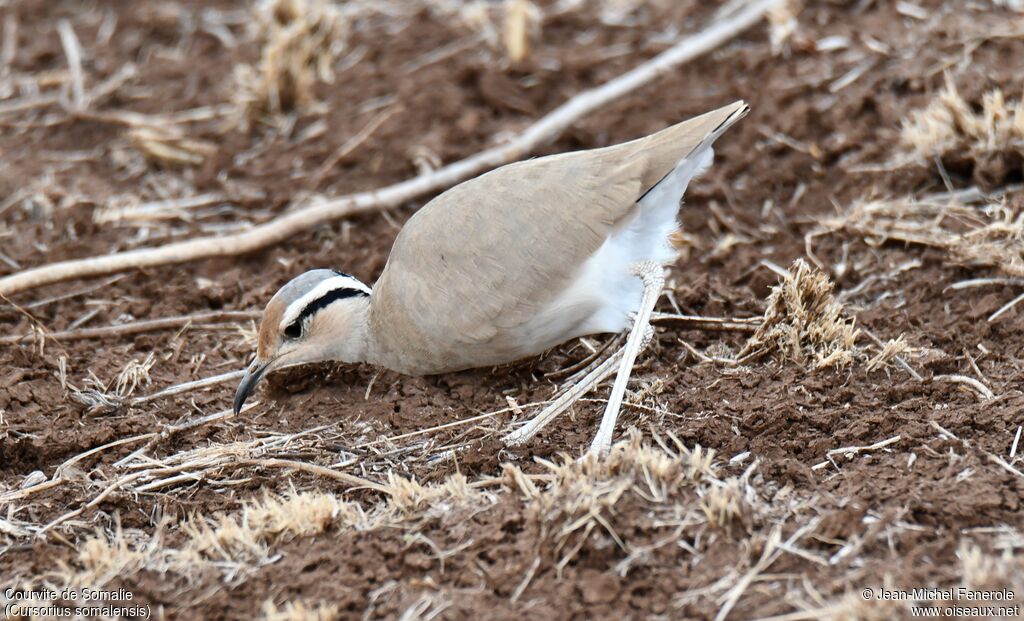 Somali Courser