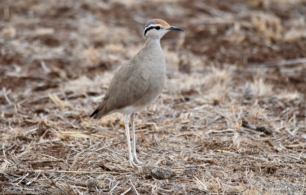 Somali Courser