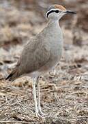 Somali Courser