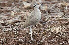 Somali Courser