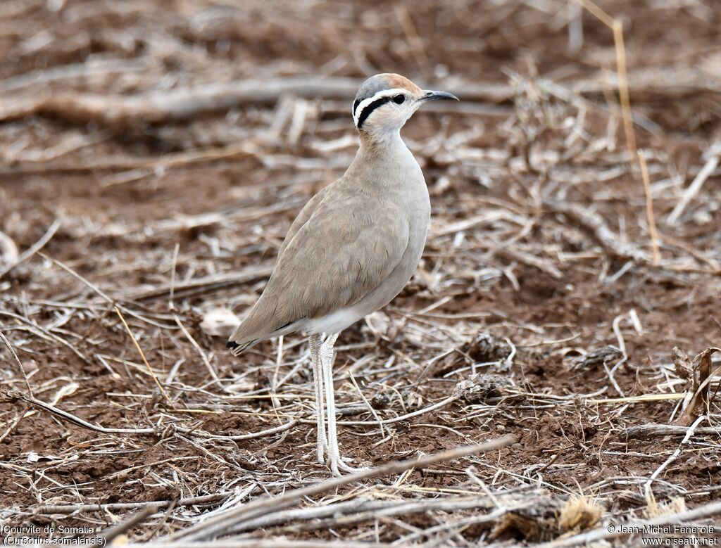 Somali Courser