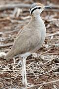 Somali Courser